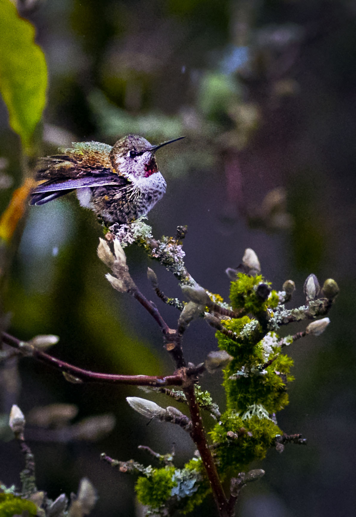 Hummingbird